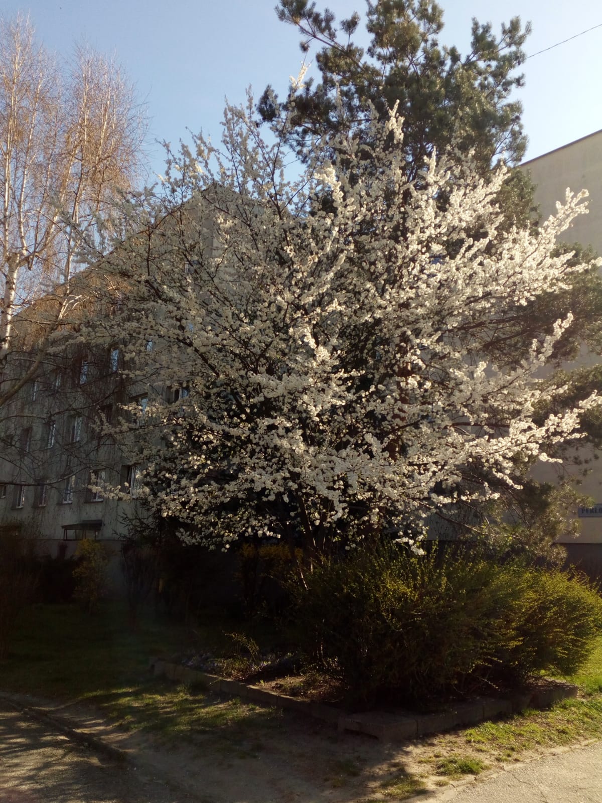 IMG 20200408 WA0008