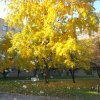 img_20151028_110622